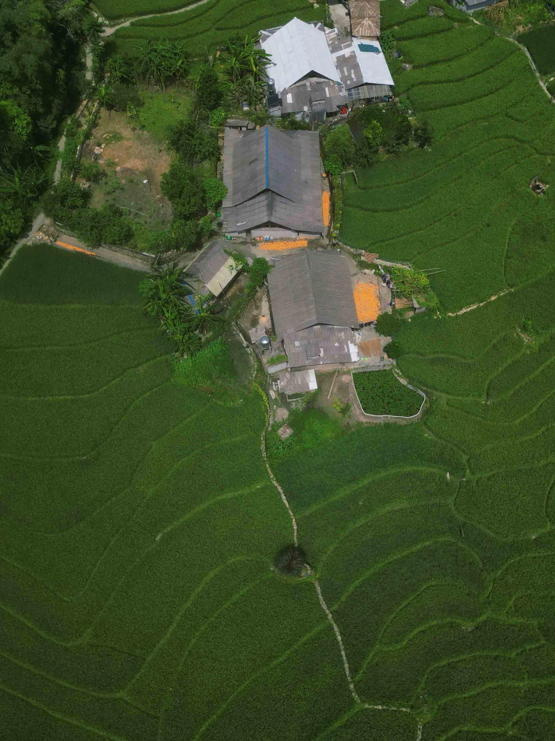 Ngoài ra, nếu đến đây vào tháng 7, du khách sẽ được ngắm nhìn “tấm thảm” xanh mướt của lúa non.