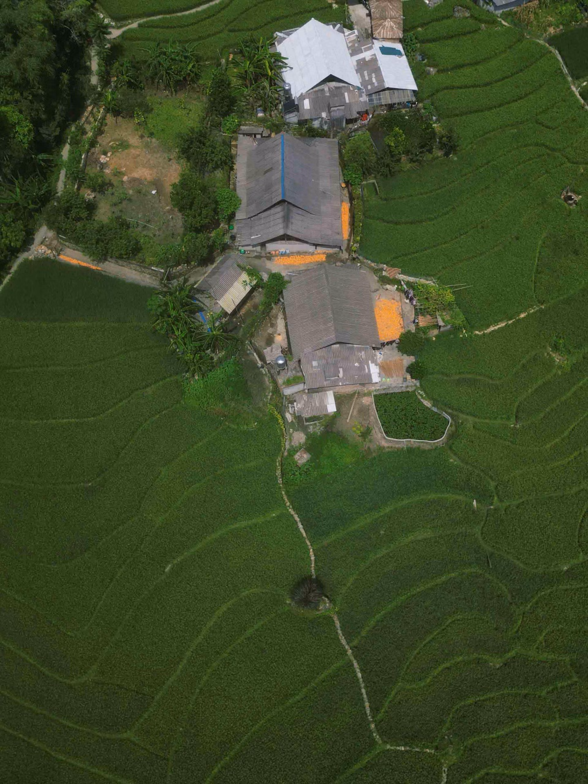 Ngoài ra, nếu đến đây vào tháng 7, du khách sẽ được ngắm nhìn “tấm thảm” xanh mướt của lúa non.