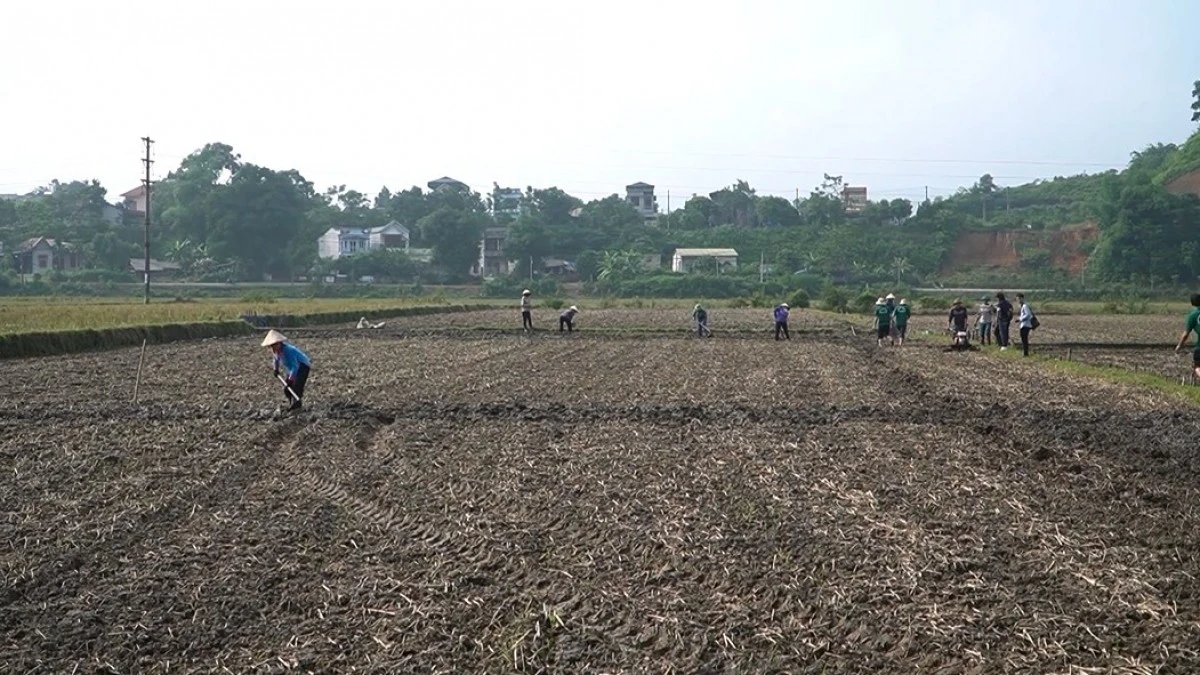 Đồng bào vùng cao Lào Cai tích cực chuyển đổi cây trồng, phát triển kinh tế.