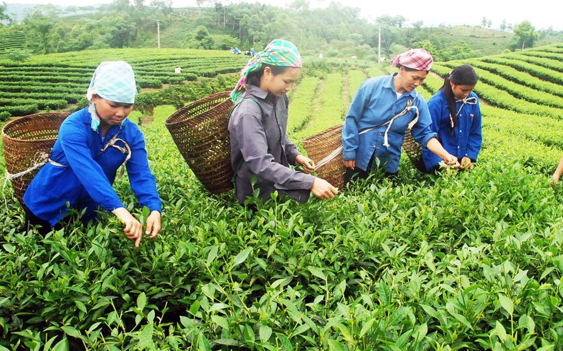 Thu hoạch chè búp tươi. Thu hoạch chè búp tươi.