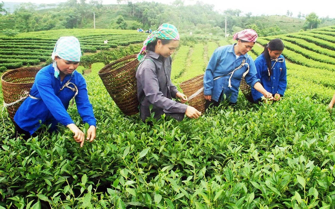 Thu hoạch chè búp tươi.