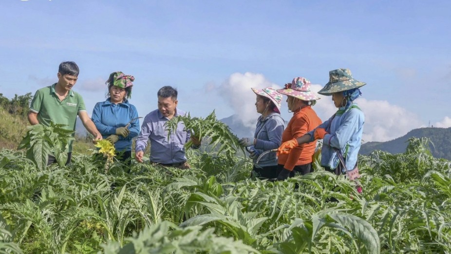 A Sa Pa-i gazdákat támogatják az articsóka termesztési technikáival. untitled-2.jpg