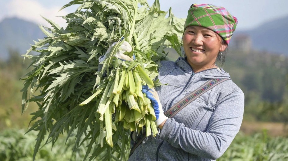 Giang Thi Nhu asszony 7-8 éves tapasztalattal rendelkezik articsóka termesztésében. untitled-1.jpg