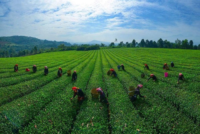 Mô hình trồng chè góp phần phát triển kinh tế nông thôn ở xã Bảo Thắng. Mô hình trồng chè góp phần phát triển kinh tế nông thôn ở xã Bảo Thắng.
