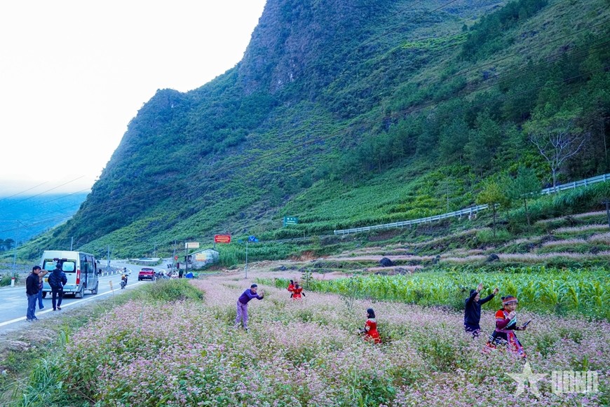 Loài hoa nhỏ bé giữa miền đá lại có sức hút đặc biệt, thu hút đông đảo du khách dừng chân check-in.