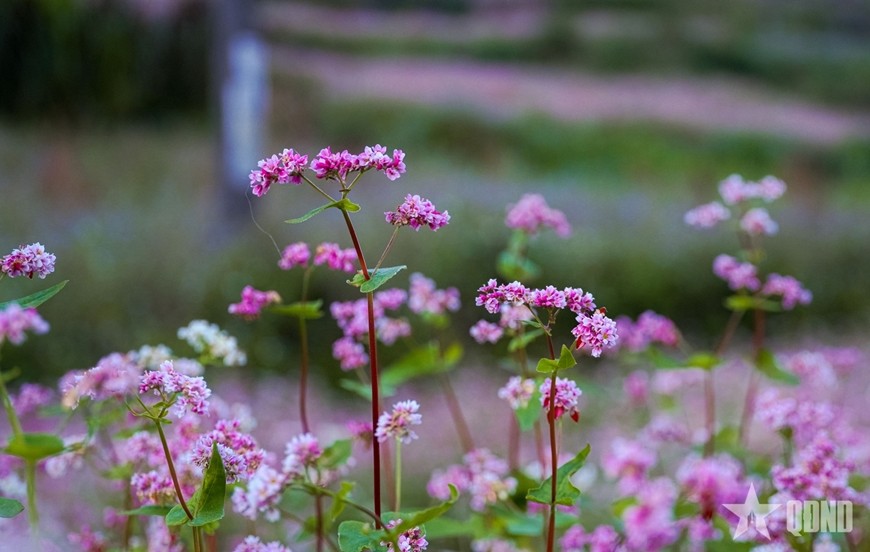 Hoa tam giác mạch - loài hoa nhỏ bé nhưng mang vẻ đẹp đặc trưng của miền đá Tuyên Quang vào những ngày đầu đông.
