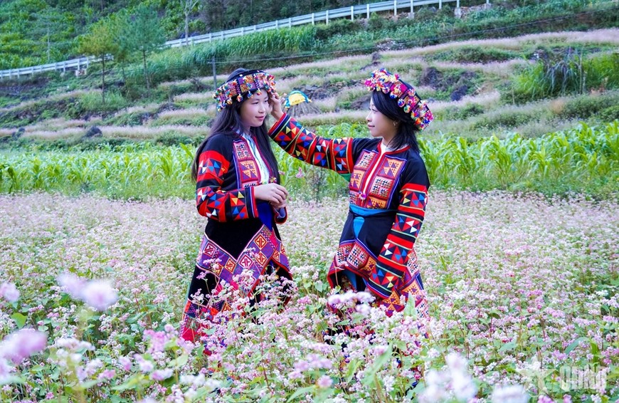 Thiếu nữ trong trang phục truyền thống Lô Lô giữa thảm hoa tam giác mạch, điểm tô vẻ đẹp văn hóa đặc trưng của miền đá.