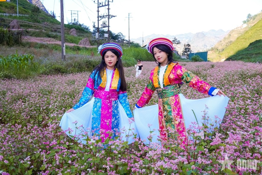 Thiếu nữ vùng cao trong trang phục truyền thống, hòa mình giữa thảm hoa tam giác mạch trên Cao nguyên đá Đồng Văn (Tuyên Quang).