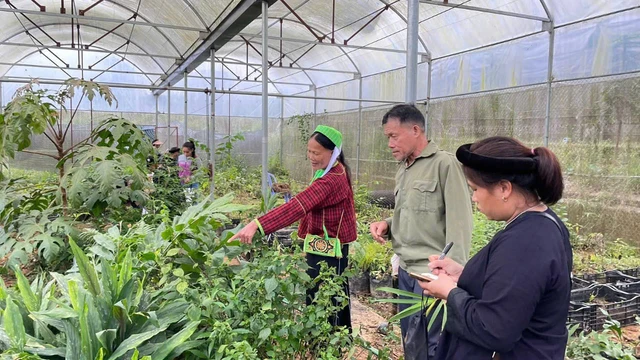 Mô hình trồng cây dược liệu trong nhà lưới tại Sa Pa, Lào Cai.