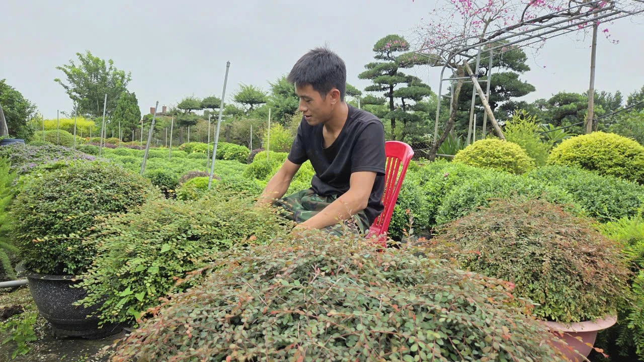 Nông dân phường Vị Khê (Ninh Bình) làm giàu từ nghề trồng hoa, cây cảnh.