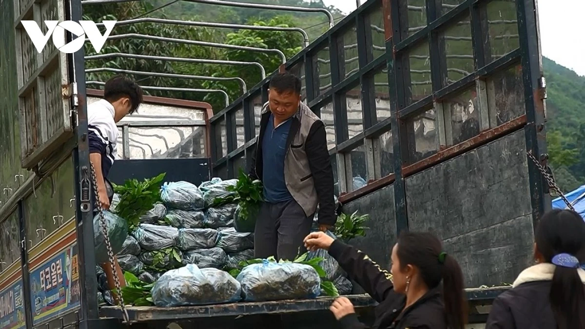 Người dân nhận chè giống được hỗ trợ từ chương trình mục tiêu quốc gia phát triển kinh tế- xã hội vùng đồng bào dân tộc thiểu số.