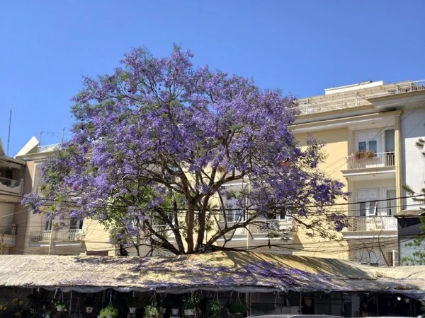 Tháng 3, hoa phượng nở tím biếc những góc phố ở Đà Lạt.