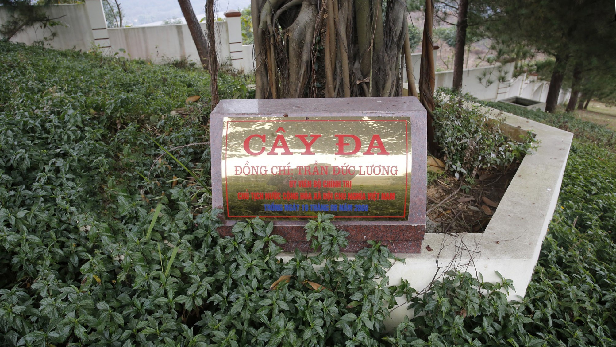 The banyan tree was planted by President Tran Duc Luong in June 2008 in the memorial house for heroic martyrs. anh-bien-ghi-thoi-gian-chu-tich-trong-cay-luu-niem.jpg