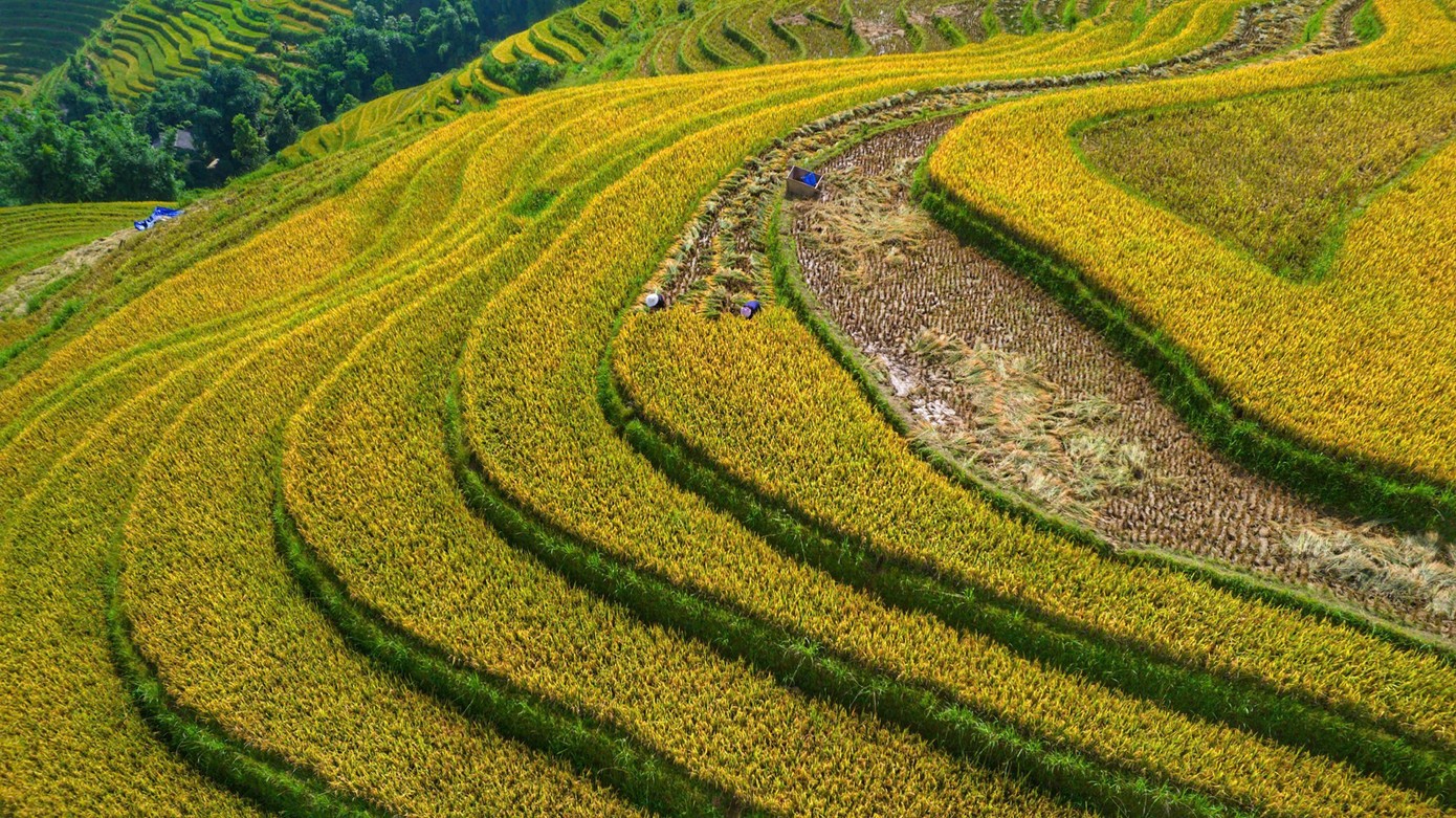 Thời điểm này, trên những thửa ruộng bậc thang, sắc vàng của lúa chín đan xen nâu trầm của đất, tạo nên bức tranh đa sắc đầy cuốn hút. Thời điểm này, trên những thửa ruộng bậc thang, sắc vàng của lúa chín đan xen nâu trầm của đất, tạo nên bức tranh đa sắc đầy cuốn hút.
