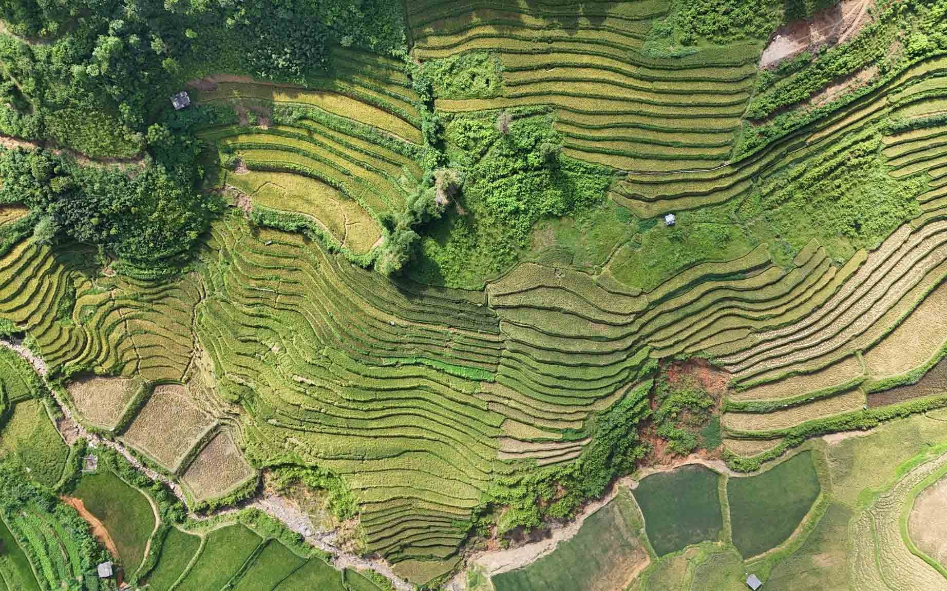 Theo dự đoán, khoảng một đến hai tuần tới, lúa ở Mù Cang Chải sẽ bước vào giai đoạn chín vàng rực rỡ nhất. Đây cũng là thời điểm được nhiều người chờ đón để hòa mình vào không gian mùa vàng Tây Bắc. Theo dự đoán, khoảng một đến hai tuần tới, lúa ở Mù Cang Chải sẽ bước vào giai đoạn chín vàng rực rỡ nhất. Đây cũng là thời điểm được nhiều người chờ đón để hòa mình vào không gian mùa vàng Tây Bắc.