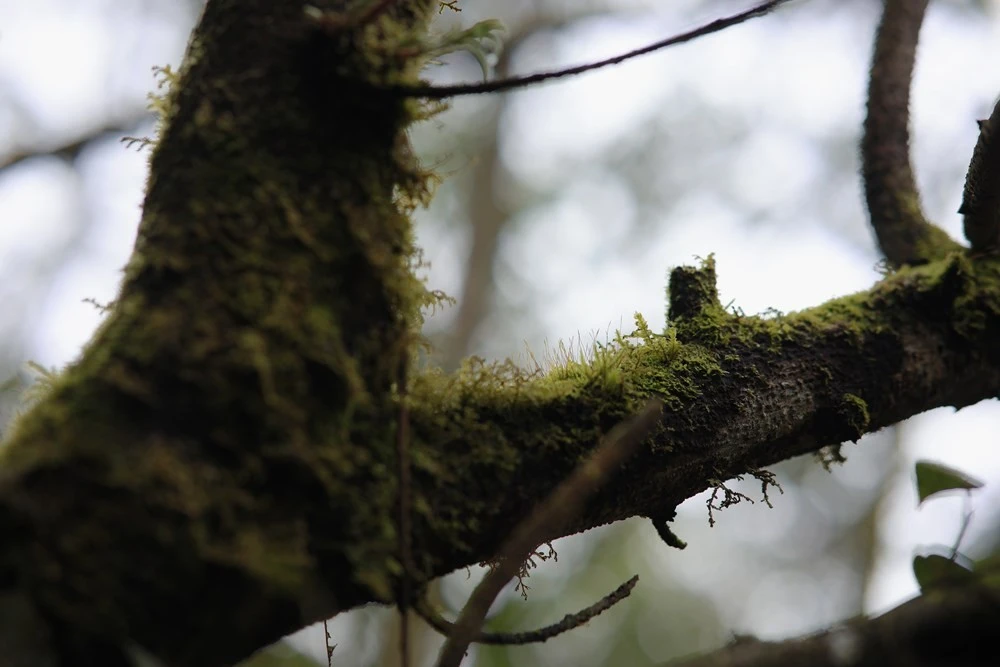 Khoảnh khắc tĩnh lặng giữa núi rừng Tây Bắc.