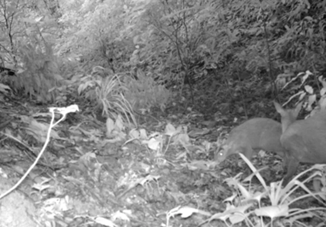 Sự tồn tại, phát triển của Mang pù hoạt là minh chứng Khu BTTN Xuân Liên được đánh giá là một trong những trung tâm đa dạng sinh học hàng đầu của cả nước.