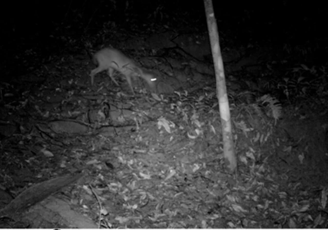 Sự tồn tại, phát triển của Mang pù hoạt là minh chứng VQG Xuân Liên được đánh giá là một trong những trung tâm đa dạng sinh học hàng đầu của cả nước.