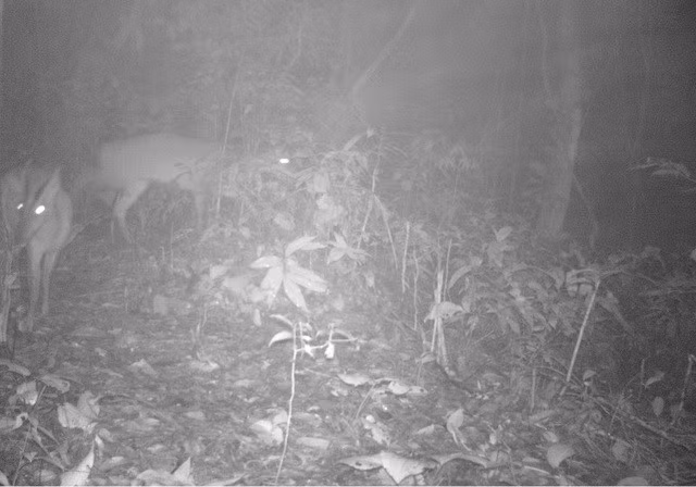 Các nhà khoa học đã có đầy đủ thông tin, bằng chứng chứng minh về quần thể Mang pù hoạt đang tồn tại duy nhất được biết đến tại thời điểm này trên toàn thế giới.