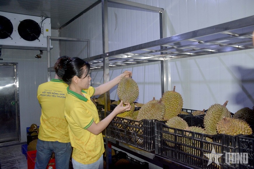 Kho sơ chế, bảo quản sầu riêng của một doanh nghiệp tại Hà Nội. Kho sơ chế, bảo quản sầu riêng của một doanh nghiệp tại Hà Nội.