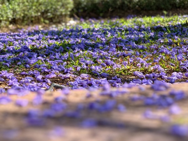 Hoa phượng tàn rụng rơi tím biếc.