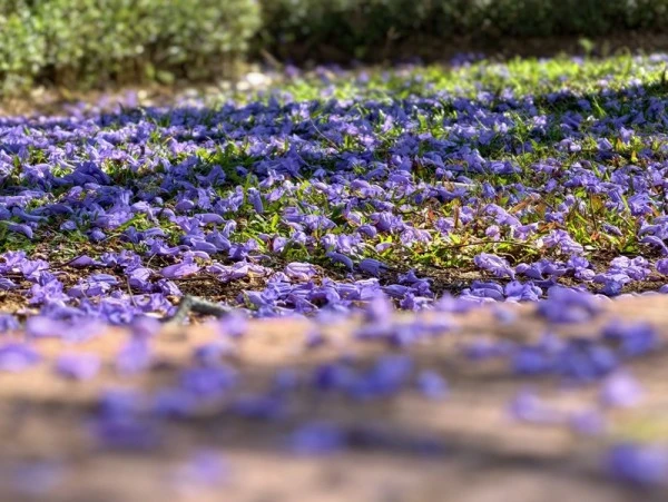 Hoa phượng tàn rụng rơi tím biếc.