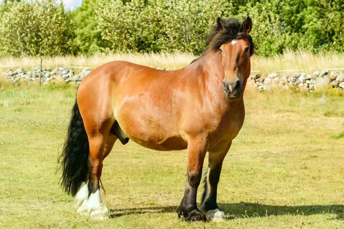 Ngựa Bắc Thụy Điển lưng dài, phù hợp để kéo tải nặng.