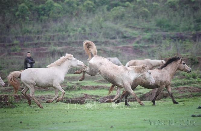 "Vó ngựa tung hoành trên đồng cỏ” là hình ảnh quen thuộc khi đến xã Phong Vân, huyện Lục Ngạn (Bắc Giang).