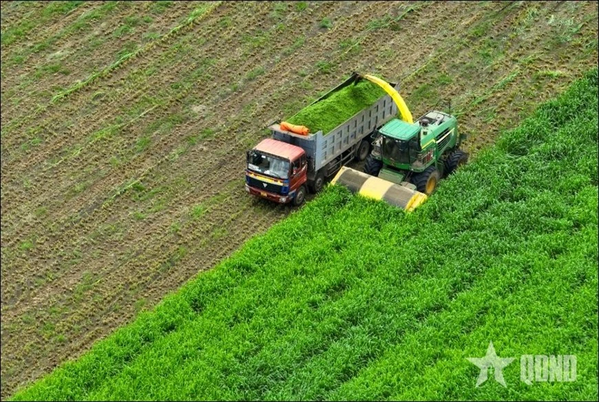 Cánh đồng ngô phục vụ chăn nuôi bò sữa tại Nghệ An của Tập đoàn TH.