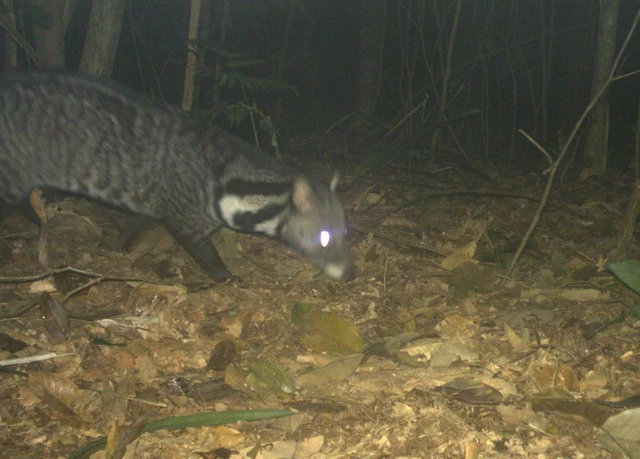 Loài Cầy vằn bắc tại Vườn quốc gia Xuân Liên.