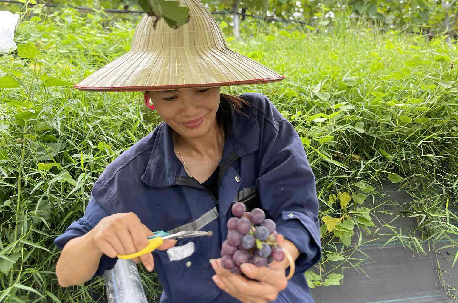 ដើមទំពាំងបាយជូរនឹងបង្កើតផលពីរដងក្នុងមួយឆ្នាំ គឺក្នុងខែមេសា និងតុលា។ Cây nho mỗi năm sẽ cho ra quả 2 lần vào tháng 4 và tháng 10 hằng năm.