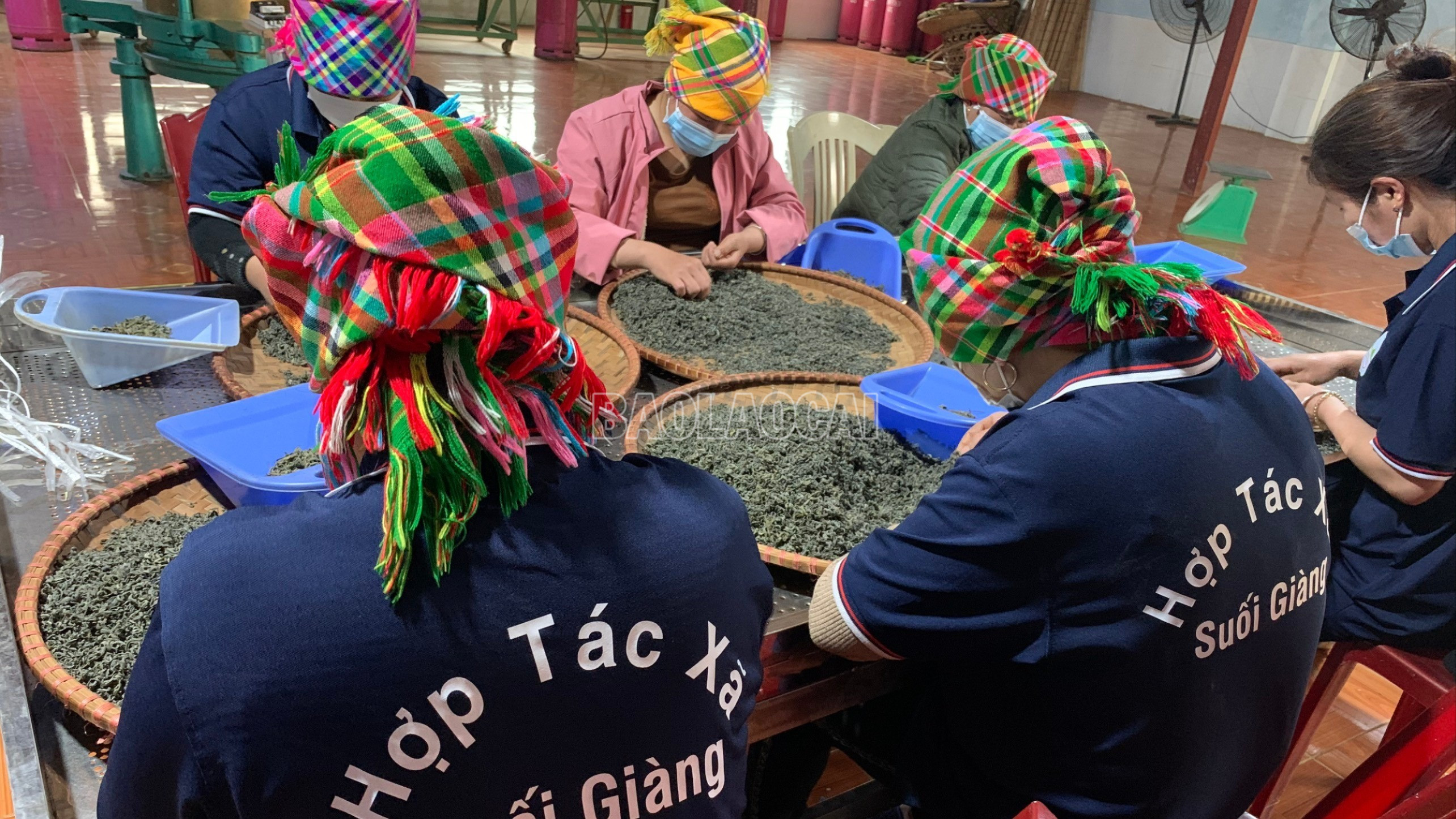 Hợp tác xã Suối Giàng là đơn vị tiên phong trong xây dựng chè Shan tuyết thành sản phẩm OCOP. baolaocai-c_z7038484855645-1e35905c0dc9f6e219ff68560198664b.jpg