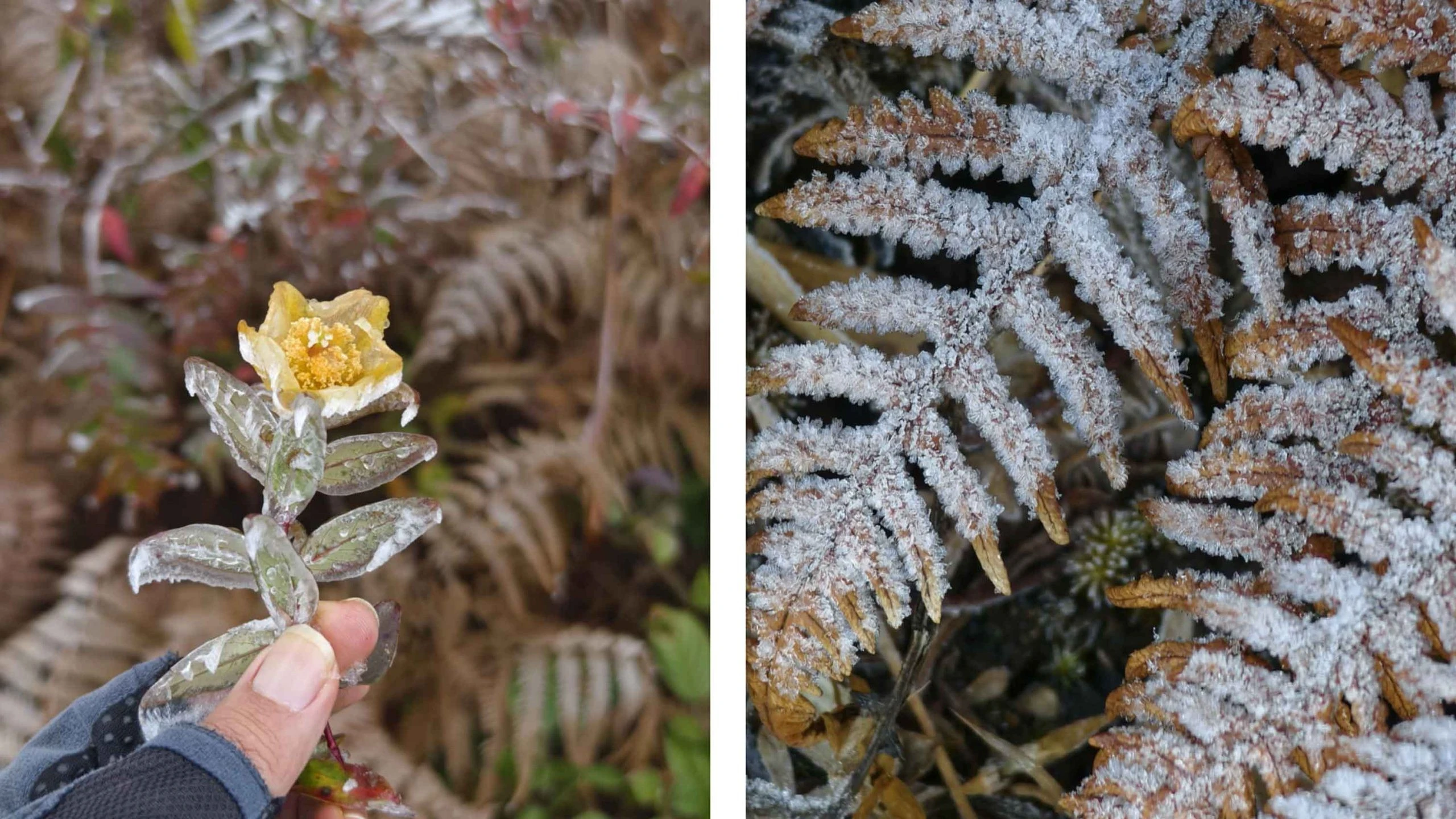 Những con đường mòn qua rừng, cánh đồng cỏ, cùng hình ảnh người dân bản địa gùi hàng, làm nương tạo nên khung cảnh yên bình. Xen lẫn trên cung đường là những khóm hoa dại nở bên vệ đường, tô điểm thêm cho khung cảnh thiên nhiên.