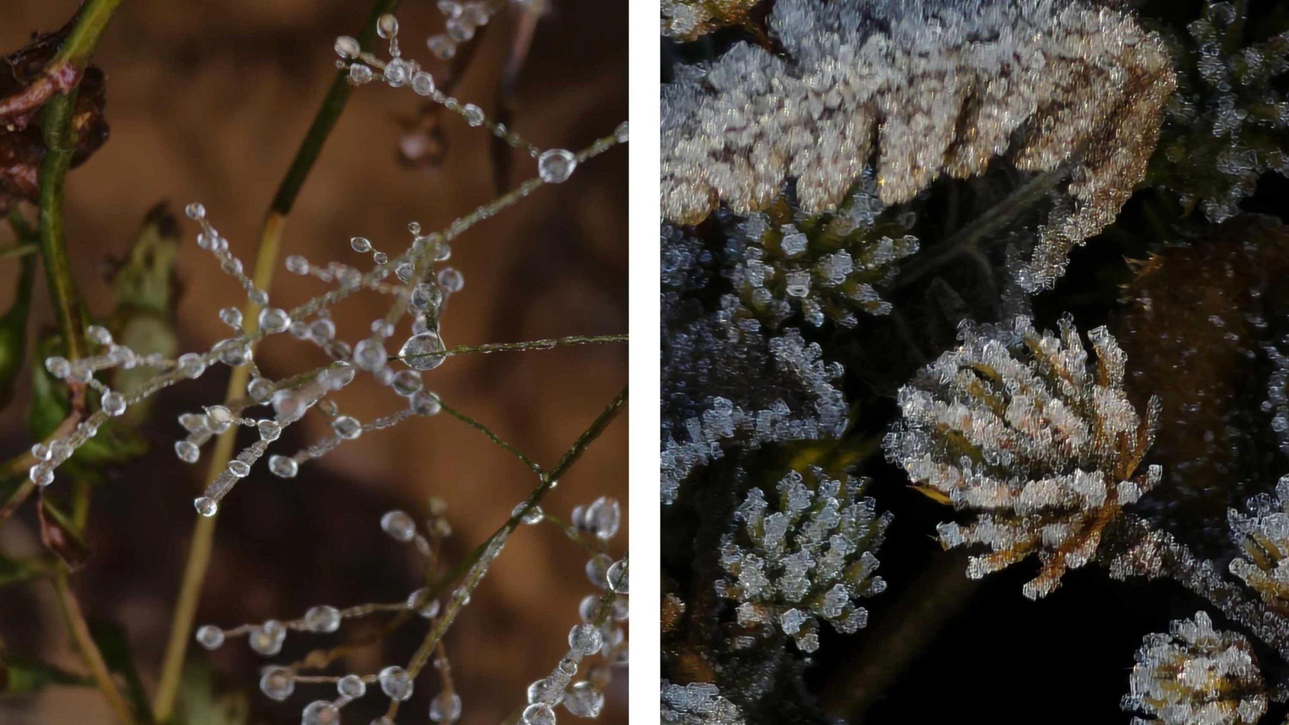 Đặc biệt, nếu chinh phục Lảo Thẩn vào mùa Đông, du khách cần chú ý giữ ấm cơ thể, đồng thời kiểm tra cẩn thận các thiết bị mang theo, nhất là giày và lều trại, để đảm bảo an toàn trong hành trình.