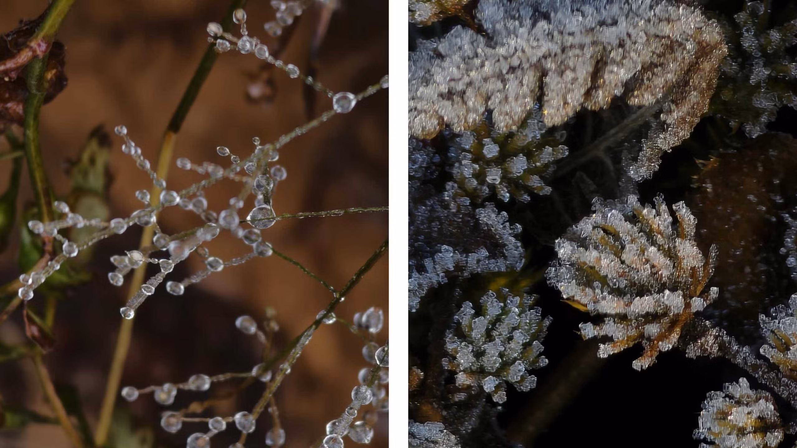 Đặc biệt, nếu chinh phục Lảo Thẩn vào mùa Đông, du khách cần chú ý giữ ấm cơ thể, đồng thời kiểm tra cẩn thận các thiết bị mang theo, nhất là giày và lều trại, để đảm bảo an toàn trong hành trình.