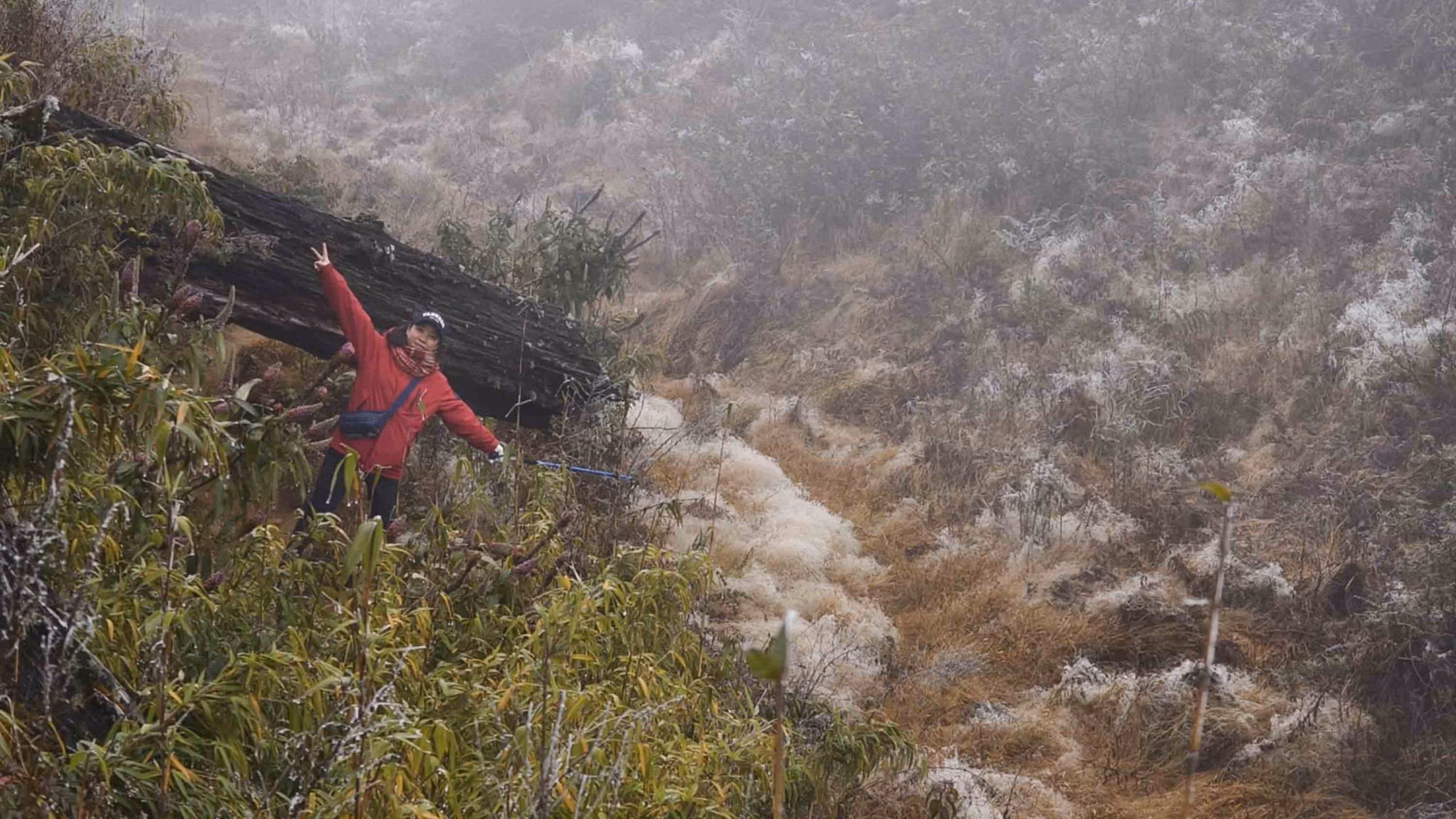 Do nhiệt độ giảm xuống khoảng âm 3 độ C, từ chiều 11/1, đỉnh núi Lảo Thẩn có băng tuyết phủ trắng cây rừng.