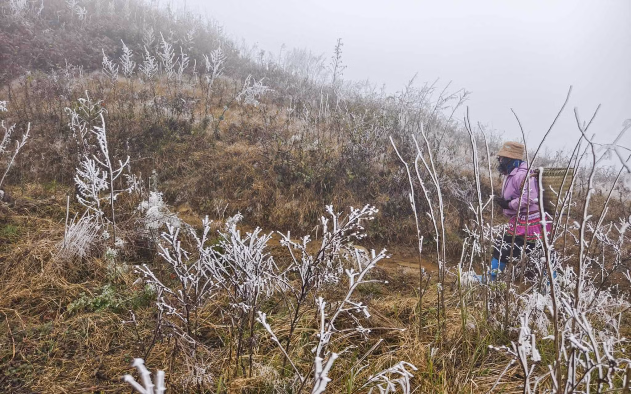 Những tán lá, cây cỏ và các phiến đá lớn đều được bao phủ bởi lớp băng, tạo nên khung cảnh đặc trưng của vùng cao vào mùa rét.