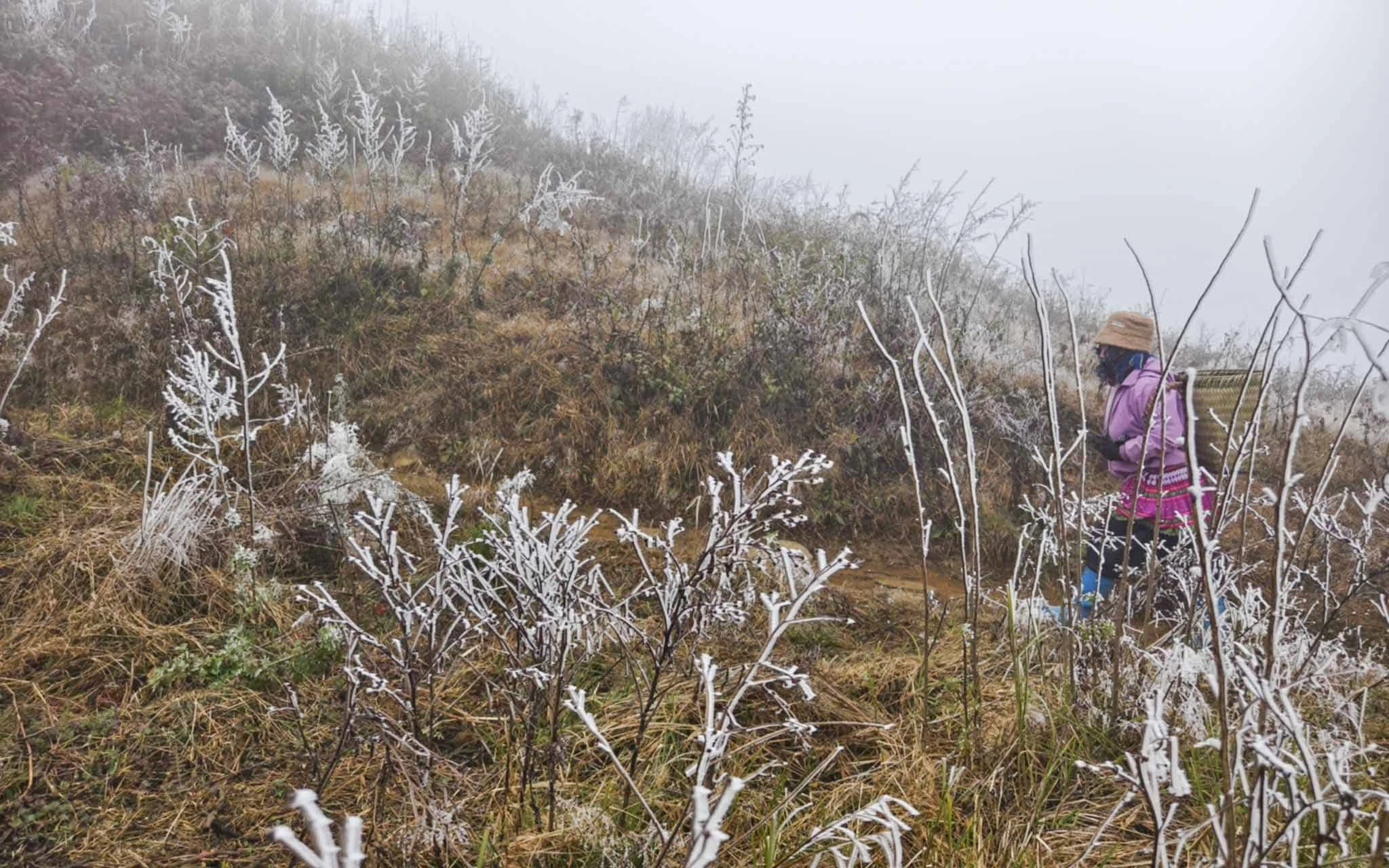 Những tán lá, cây cỏ và các phiến đá lớn đều được bao phủ bởi lớp băng, tạo nên khung cảnh đặc trưng của vùng cao vào mùa rét.