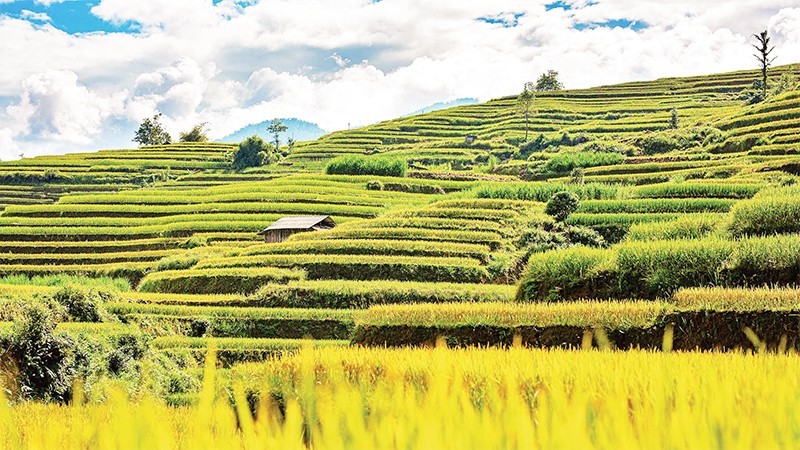 Ruộng bậc thang Hoàng Su Phì. Ruộng bậc thang Hoàng Su Phì.