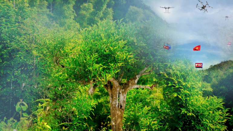 Những búp chè trên non cao được vận chuyển bằng drone xuống nhà máy ngay dưới chân núi. Những búp chè trên non cao được vận chuyển bằng drone xuống nhà máy ngay dưới chân núi.