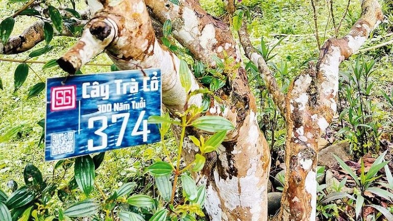Một trong nhiều gốc trà cổ của địa phương. Một trong nhiều gốc trà cổ của địa phương.