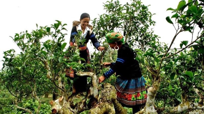 Vùng chè shan tuyết Suối Giàng, xã Văn Chấn, Yên Bái (nay là xã Văn Chấn, tỉnh Lào Cai) được công nhận là vùng chè di sản. Vùng chè shan tuyết Suối Giàng, xã Văn Chấn, Yên Bái (nay là xã Văn Chấn, tỉnh Lào Cai) được công nhận là vùng chè di sản.