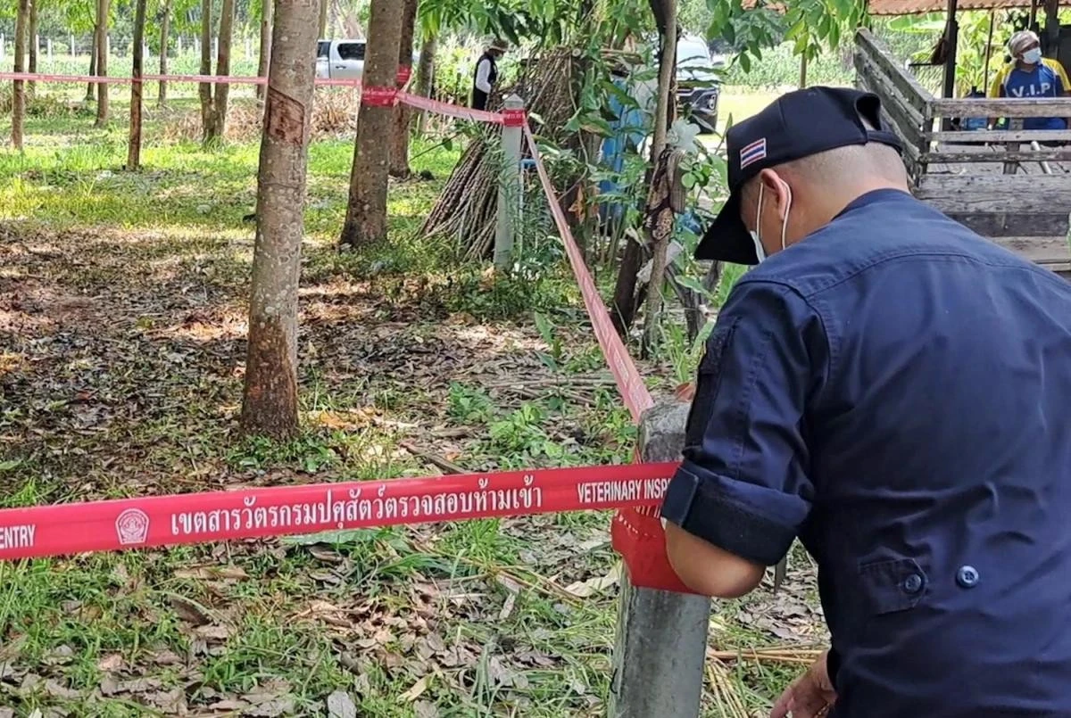 Cơ quan chức năng phong tỏa khu vực giết mổ bò tại tỉnh Mukdahan, được cho là nguồn lây nhiễm bệnh.