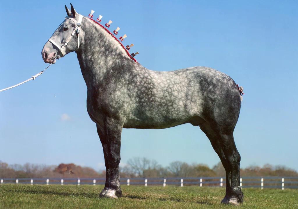 Ngựa Percheron. Ảnh: Hiệp hội Ngựa Percheron của Mỹ.