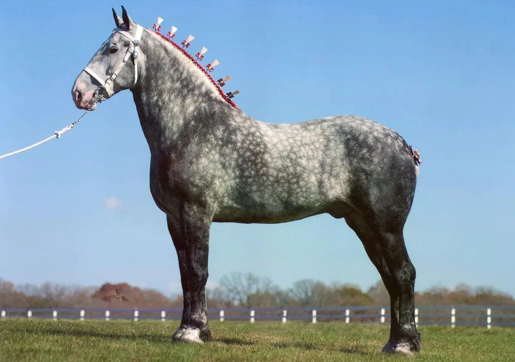 Ngựa Percheron. Ảnh: Hiệp hội Ngựa Percheron của Mỹ.