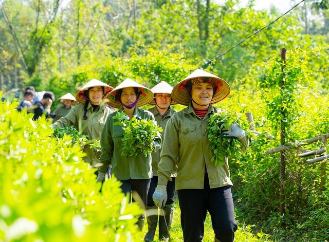 Việt Nam đang đẩy mạnh bản địa hóa cây dược liệu, kết hợp tri thức dân gian với tiêu chuẩn hiện đại, nhằm bảo tồn nguồn gen, phát triển kinh tế vùng và nâng cao chăm sóc sức khỏe cộng đồng. Việt Nam đang đẩy mạnh bản địa hóa cây dược liệu, kết hợp tri thức dân gian với tiêu chuẩn hiện đại, nhằm bảo tồn nguồn gen, phát triển kinh tế vùng và nâng cao chăm sóc sức khỏe cộng đồng.