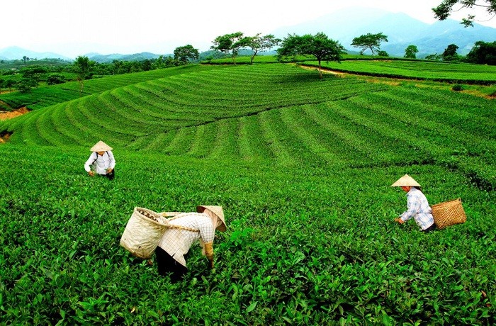 Cây chè đã trở thành cây trồng chủ lực góp phần phát triển kinh tế xây dựng nông thôn mới ở xã Tằng Loỏng, tỉnh Lào Cai. Cây chè đã trở thành cây trồng chủ lực góp phần phát triển kinh tế xây dựng nông thôn mới ở xã Tằng Loỏng, tỉnh Lào Cai.