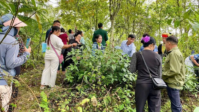 Người dân và các ông lang, bà mế tìm hiểu kỹ thuật trồng, nhận biết cây thuốc trong rừng.