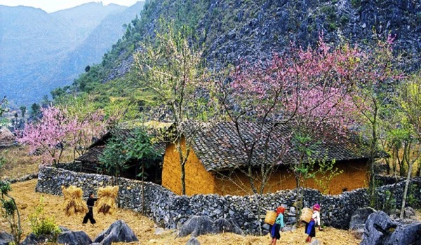 Xuân về trên cao nguyên đá.