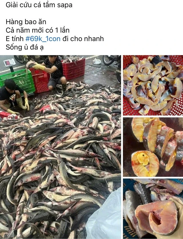 Cá tầm chỉ có giá 69.000 đồng/con. Ảnh chụp màn hình.